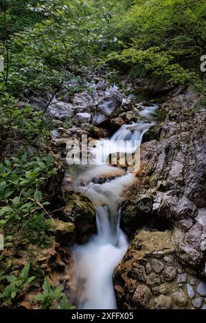 Wald und Bach über moosige Felsen Stockfoto