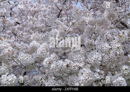 Weiße Kirschblüten im Frühling. Blumenhintergrund Stockfoto