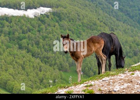 Ein Fohlen, das neben seiner Mutter auf einem felsigen Hang mit einem bewaldeten Hügel im Hintergrund steht. Stockfoto