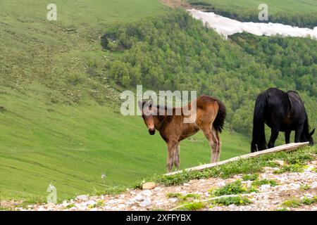 Ein braunes Fohlen steht auf einem Hügel mit einem grünen, bewaldeten Tal im Hintergrund. Stockfoto