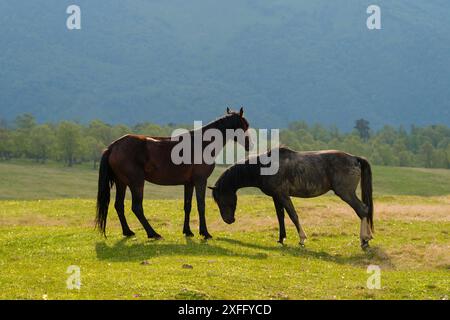 Zwei Pferde stehen auf einem grasbewachsenen Feld mit bergiger Kulisse an einem sonnigen Tag. Stockfoto