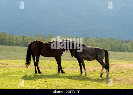 Zwei Pferde, die sich in einem weiten, offenen Grasfeld mit bergigem Hintergrund kuscheln. Stockfoto