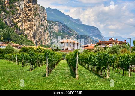 Arco, Italien - 30. Juni 2024: Ein Weinberg in Arco, Italien, umgeben von grünen Weinreben und der beeindruckenden Berglandschaft des Trentino *** ein Weinberg in Arco, Italien, umgeben von grünen Weinreben und der beeindruckenden Berglandschaft des Trentino Stockfoto