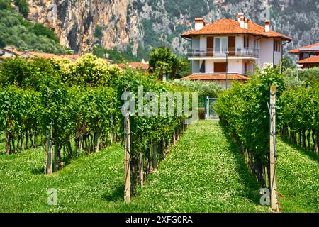 Arco, Italien - 30. Juni 2024: Ein Weinberg in Arco, Italien, umgeben von grünen Weinreben und der beeindruckenden Berglandschaft des Trentino *** ein Weinberg in Arco, Italien, umgeben von grünen Weinreben und der beeindruckenden Berglandschaft des Trentino Stockfoto