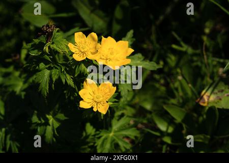 Gelbe Blüten blühen in sattem Grün. Trollius chinensis, der chinesische Globeflower Stockfoto