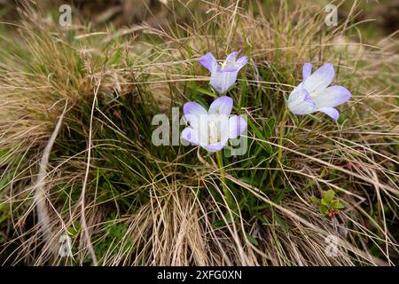 Ansammlung violetter schottischer Blauglockenwildblumen in trockenem Grasland. Die Blüten haben trompetenförmige Blüten. Campanula rotundifolia Stockfoto