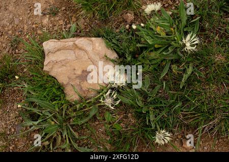 Wildblumen mit weißen Federblättern, die um einen Felsen in einem grasbewachsenen Gebiet wachsen. Centaurea fischeri oder Centaurea cheiranthifolia Stockfoto