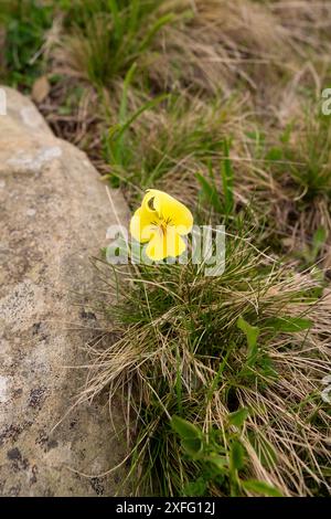Bergpansyrwächst neben einem Felsen in einem Grasgebiet. Die Blume hebt sich vor der natürlichen Kulisse hervor. Viola lutea Stockfoto