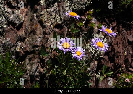 Ansammlung violetter alpiner Gänseblümchen mit gelben Zentren, die vor einem felsigen Hintergrund wachsen. Aster alpinus Stockfoto