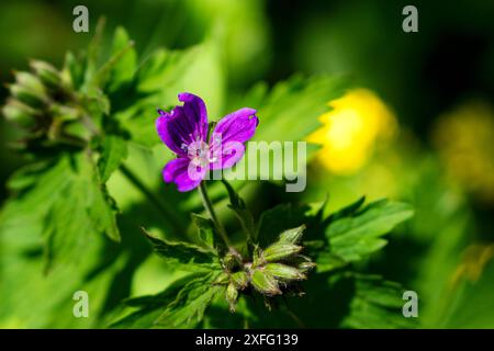 Nahaufnahme einer violetten Wildblume auf einem grünen Feld. Die Blüte hat zarte Blütenblätter und ist von grünem Laub umgeben. Geranium sylvaticum. Holzkranesb Stockfoto