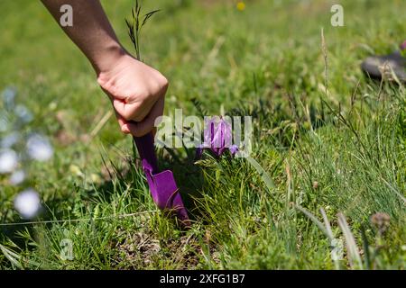 Wanderer mit einem kleinen Spaten, um eine wilde Iris zu untersuchen. Junge Naturforscher's Botanical Workshop Stockfoto