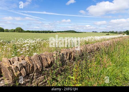 Oxeye Gänseblümchen wachsen an einem Feldrand um eine Weizenernte in der Nähe des Dorfes Hawling in Cotswold, Gloucestershire, England, Vereinigtes Königreich Stockfoto