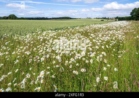 Oxeye Gänseblümchen wachsen an einem Feldrand um eine Weizenernte in der Nähe des Dorfes Hawling in Cotswold, Gloucestershire, England, Vereinigtes Königreich Stockfoto