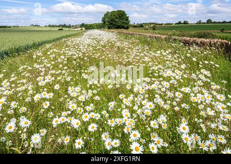 Oxeye Gänseblümchen wachsen an einem Feldrand um eine Weizenernte in der Nähe des Dorfes Hawling in Cotswold, Gloucestershire, England, Vereinigtes Königreich Stockfoto