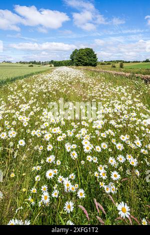 Oxeye Gänseblümchen wachsen an einem Feldrand um eine Weizenernte in der Nähe des Dorfes Hawling in Cotswold, Gloucestershire, England, Vereinigtes Königreich Stockfoto