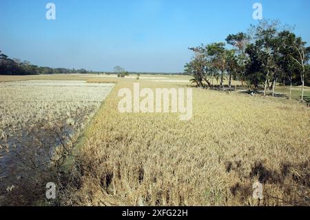 Blick auf ein Dorf in Borguna nach Sidr. Dezember 2007 Stockfoto