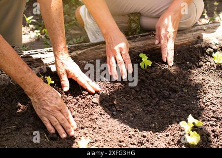 Nahaufnahme von Bauernhänden, die Salat Pflanzen Stockfoto