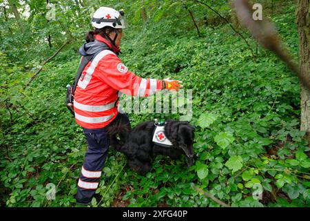 03. Juli 2024, Nordrhein-Westfalen, Hennef (Sieg): Ein Rotkreuz-Hundeführer und ihr Hund suchen am Stadtrand von Satzvey bei Mechernich nach einem vermissten Mädchen. Das Schulmädchen wird seit Montag vermisst. Foto: Henning Kaiser/dpa Stockfoto