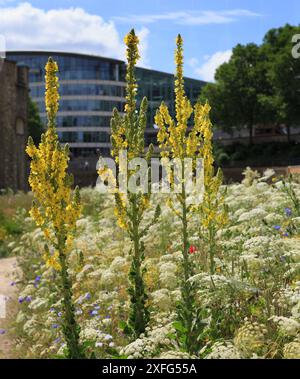 Tower in Bloom 2024. Großer gelber Verbascum Speciosum Iin voller Blüte. Sie gehört zur Familie der Feigenkraut und ist von verschiedenen Wildblumen umgeben Stockfoto