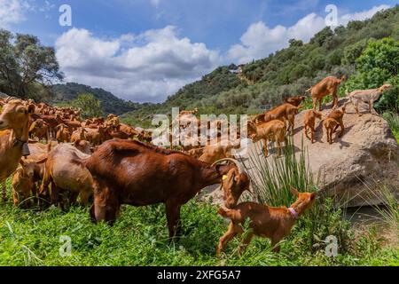 Ziegen auf einem Bauernhof in Andalusien, Granada, Spanien Stockfoto