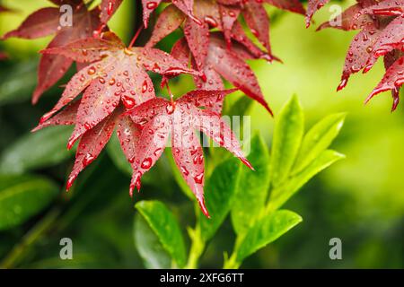 Rote Ahornblätter mit Regentropfen nach Regen. Natürlicher Hintergrund im Garten Stockfoto