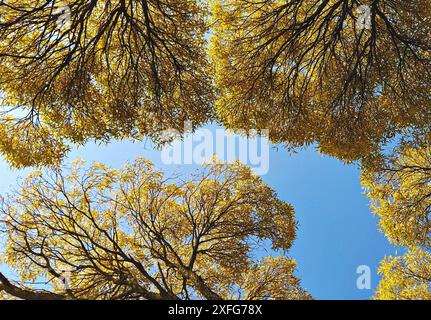 Blick von unten auf üppige Kronen von hohen Bäumen vor blauem Himmel. Natürlicher Herbsthintergrund, Stockfoto