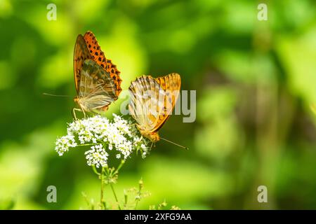 Zwei silbergewaschene fritillarische Schmetterlinge sitzen auf einer weißen Blume Stockfoto