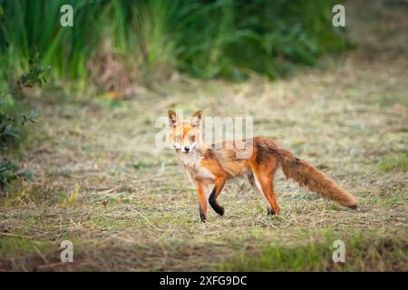 Rotfuchs auf der Wiese, Sommertag Stockfoto