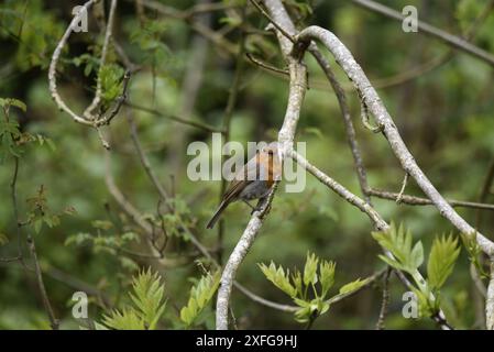 Europäischer Robin (Erithacus rubecula) auf einem Zweig, der zur Kamera geneigt ist, Mittlerer Vordergrund des Bildes, Blick in die Kamera, aufgenommen in Großbritannien Stockfoto