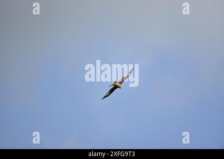Roter Drache (Milvus milvus), der vor der Kamera fliegt, mit Flügeln ausgebreitet und sonnenbeleuchtet, gegen einen blauen Himmel, aufgenommen in Mitte von Wales, Großbritannien im Mai Stockfoto
