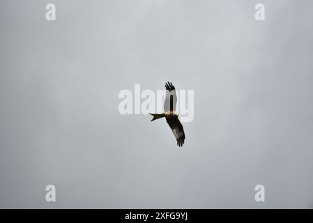 Nahaufnahme eines Roten Drachen (Milvus milvus), der mit ausgebreiteten Flügeln von links nach rechts fliegt und mit Sonnenlicht im Gesicht nach unten blickt, aufgenommen in Mitte von Wales, Großbritannien Stockfoto