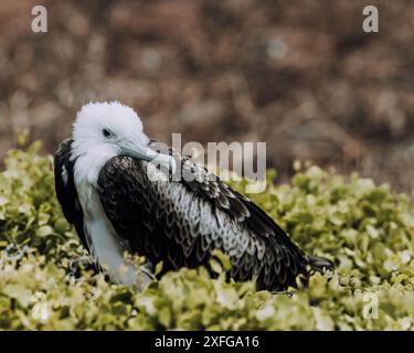 Weibliches, herrliches Fregatebird in Nord-Seymour, Galapagos, Ecuador Stockfoto