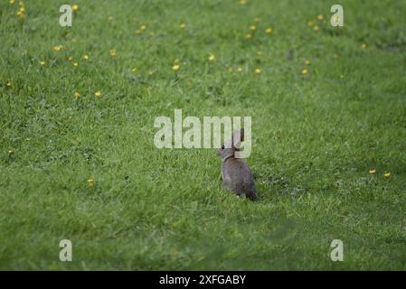 Rechtes Vordergrundbild eines europäischen Kaninchens (Oryctolagus cuniculus), das mit dem Rücken zur Kamera sitzt, links vom Bild blickt, mit dem Abstand nach links, auf Gras Stockfoto