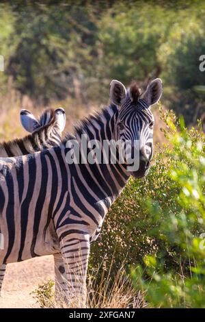 Zebra, Pilanesberg Nationalpark, Nordwestprovinz, Südafrika, Afrika Stockfoto