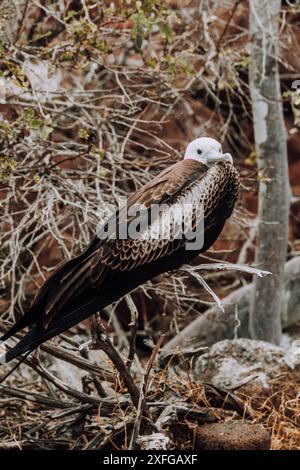 Erwachsenes weibliches, herrliches Fregatebird auf einem Zweig in Nord-Seymour, Galapagos, Ecuador. Stockfoto