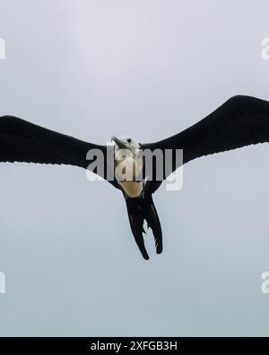 Herrlicher Fregattvogel im Flug in North Seymour Galapagos Stockfoto