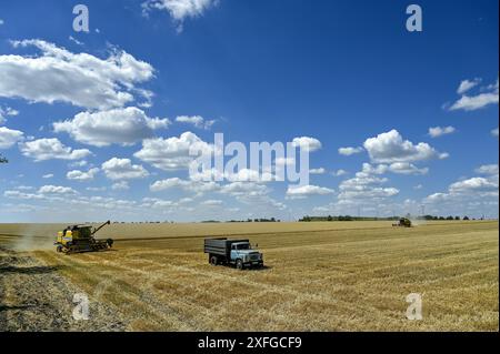 Nicht exklusiv: REGION ZAPORIZHZHIA, UKRAINE - 29. JUNI 2024 - die Erntesaison läuft in der Dnipro Waves Agricultural Production Cooperative i Stockfoto