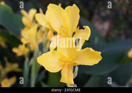 Wunderschöne Canna „Toucan Yellow“ Blüten im Sommer Stockfoto