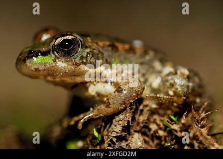 Gemeiner Frosch (Pelophylax perezi) in der Nähe von Valdemanco, Madrid, Spanien Stockfoto