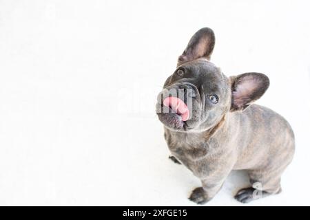 Porträt einer niedlichen grauen französischen Bulldogge, isoliert auf weißem Hintergrund. Hund leckt sich selbst. Zunge nach außen Stockfoto