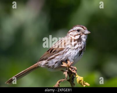 Nahaufnahme Porträt eines Lied Sparrow mit grünem Hintergrund Stockfoto