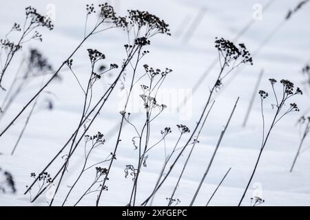 Abstrakter Winterhintergrund mit Silhouetten gefrorener trockener Blumen in einer Schneewehung, Nahaufnahme Foto mit selektivem Weichfokus Stockfoto