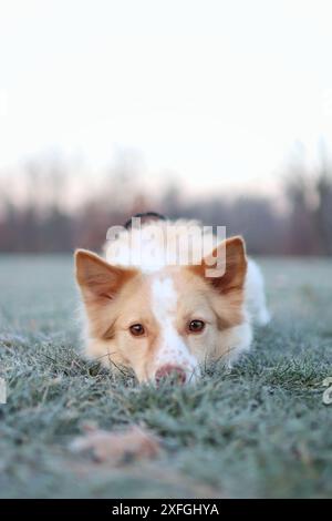 Niedlicher Mischlingshund im Gras, der auf die Kamera auf der Wiese im Sonnenuntergang blickt. Porträt des Hundes im abendlichen Sommersonnenlicht Stockfoto