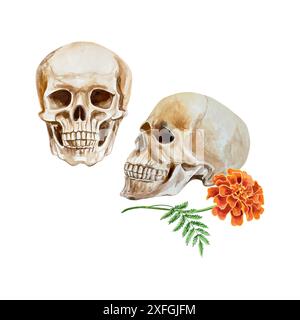 Menschlicher Schädel, Profil und Vorderseite, Blume, Aquarell. Handgezeichnete Vektorgrafik. Für Tag der Toten und Halloween Grußkarten, Einladungen, Pel Stock Vektor