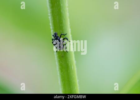 Makrophotographie von Black Nymphe Lanternfly im Berks County, Pennsylvania Stockfoto