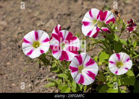 Blumen der Bonbons gestreifte Petunie im Sonnenlicht vor einem verschwommenen Hintergrund Stockfoto