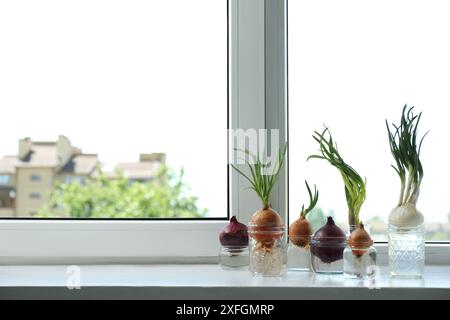 Viele gekeimte Zwiebeln in Gläsern mit Wasser auf der Fensterbank. Leerzeichen für Text Stockfoto