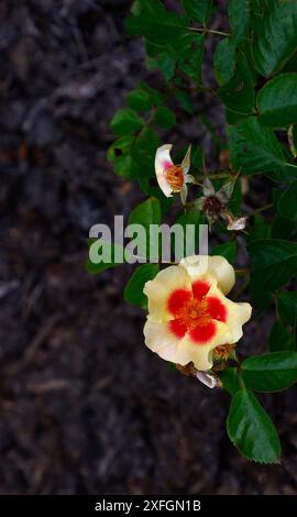 Nahaufnahme der gelben cremefarbenen Blume mit einem roten Zentrum des modernen Gartens persica Hybridstrauch Rose rosa Auge des Tigers. Stockfoto