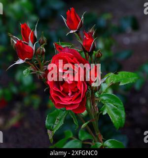 Nahaufnahme der rostigen rot-orange-braunen Blume der wiederholt blühenden floribunda Gartenstrauch Rose rosa heiße Schokolade. Stockfoto