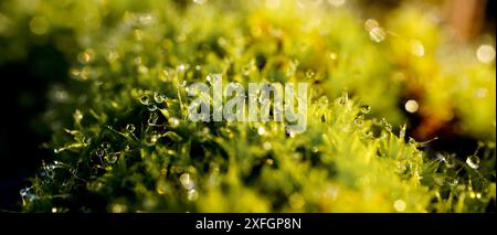 Makro von Süßwassertropfen auf grünem Moos nach Regen am Morgen. Konzentrieren Sie sich auf den Wassertropfen und den Morgentau. Stockfoto